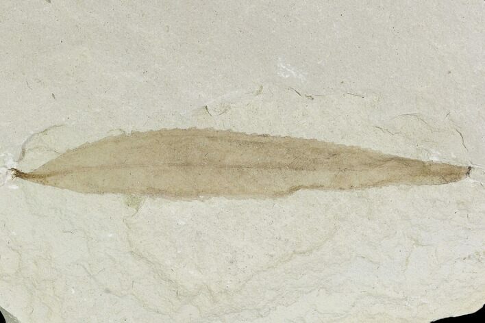 Fossil Leaf (Pseudosalix)- Green River Formation, Utah #110389